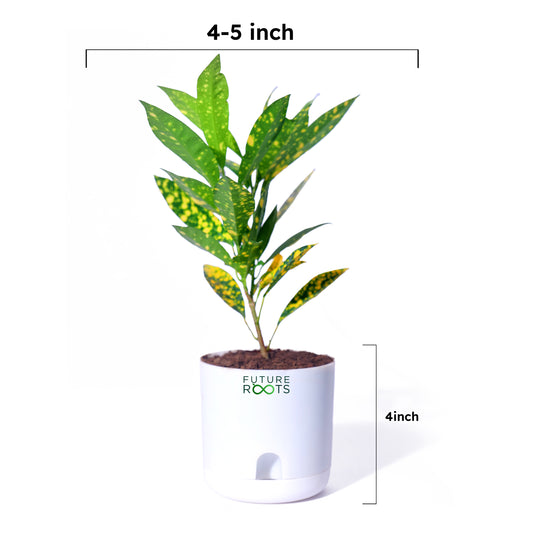 Croton Petra Plant – Colorful Indoor Decorative Plant with Vibrant Leaves (4 Inch Pot)