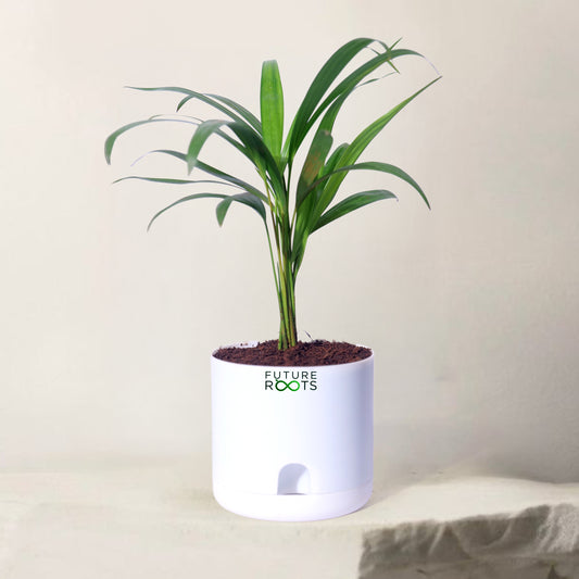 Areca Palm Plant – Best Air Purifying Indoor Plant for Home & Office with Self Watering Pot- 4”