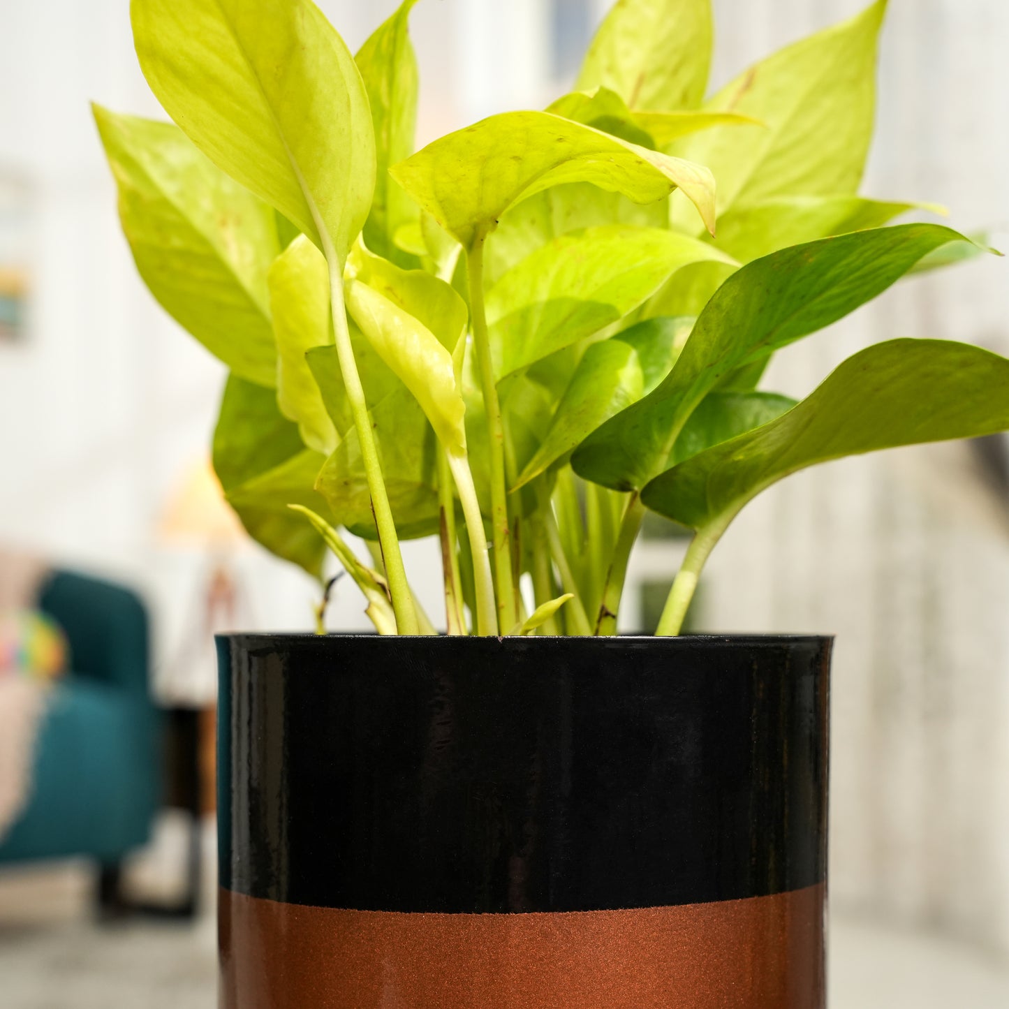 Royal Black and copper Powder Coated Metal Pot with stand - 5 inches(Only Pot)