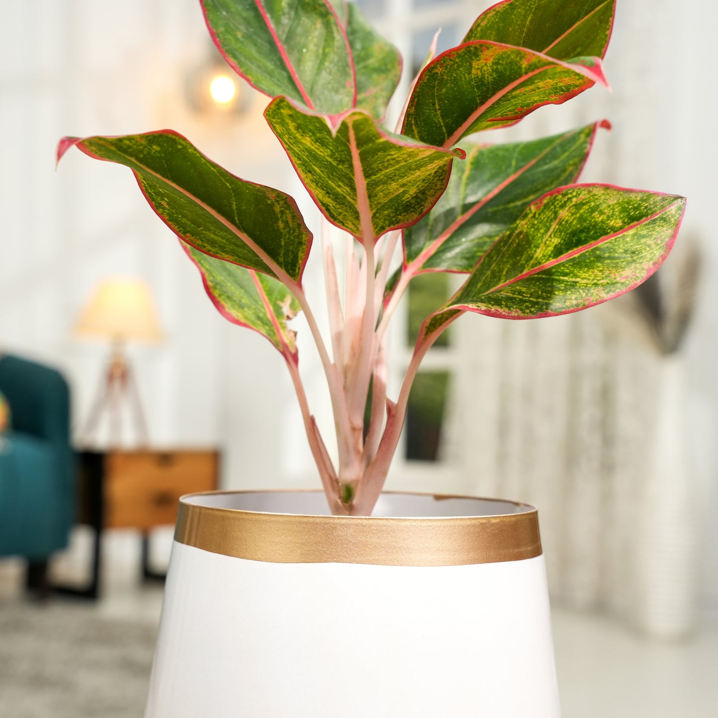 Pearl White and Gold Powder Coated Metal Pot- 5 inches (Only Pot)