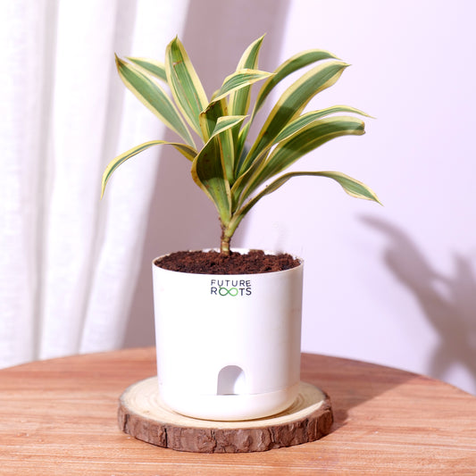 Good Luck Jade and Spider Plant Combo with Self Watering Pot - Air Purifying Indoor Plant for Home, Office Desk, Outdoor, Kitchen, Living Room, Bedroom Decor, Gifting Plant