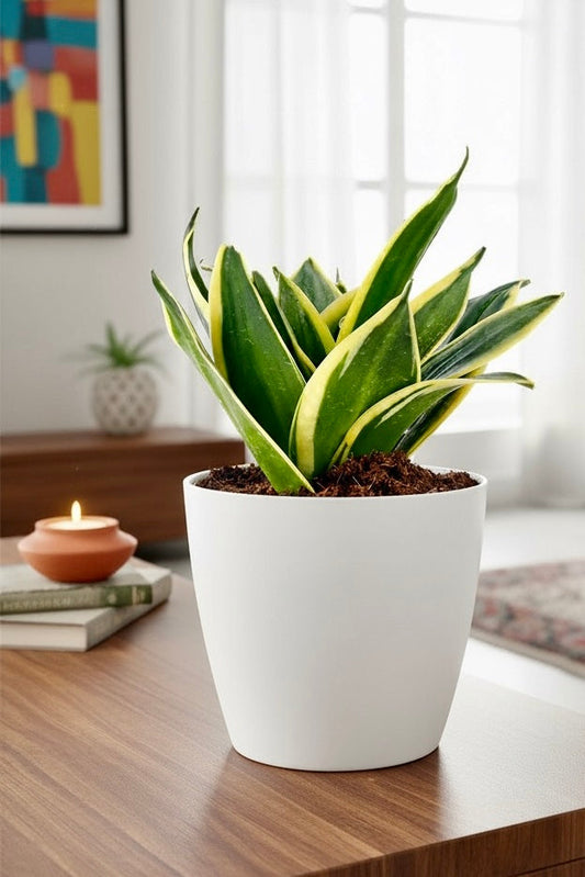 Snake Plant: India’s Favourite Natural Air Purifier for Homes With Rising Pollution