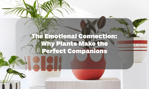 The Emotional Connection: Why Plants Make the Perfect Companions - Future Roots India
