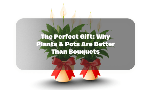 The Perfect Gift: Why Plants & Pots Are Better Than Bouquets - Future Roots India