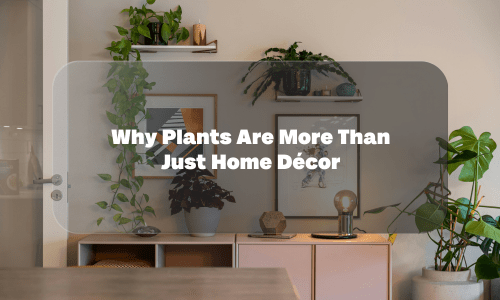 Why Plants Are More Than Just Home Décor - Future Roots India