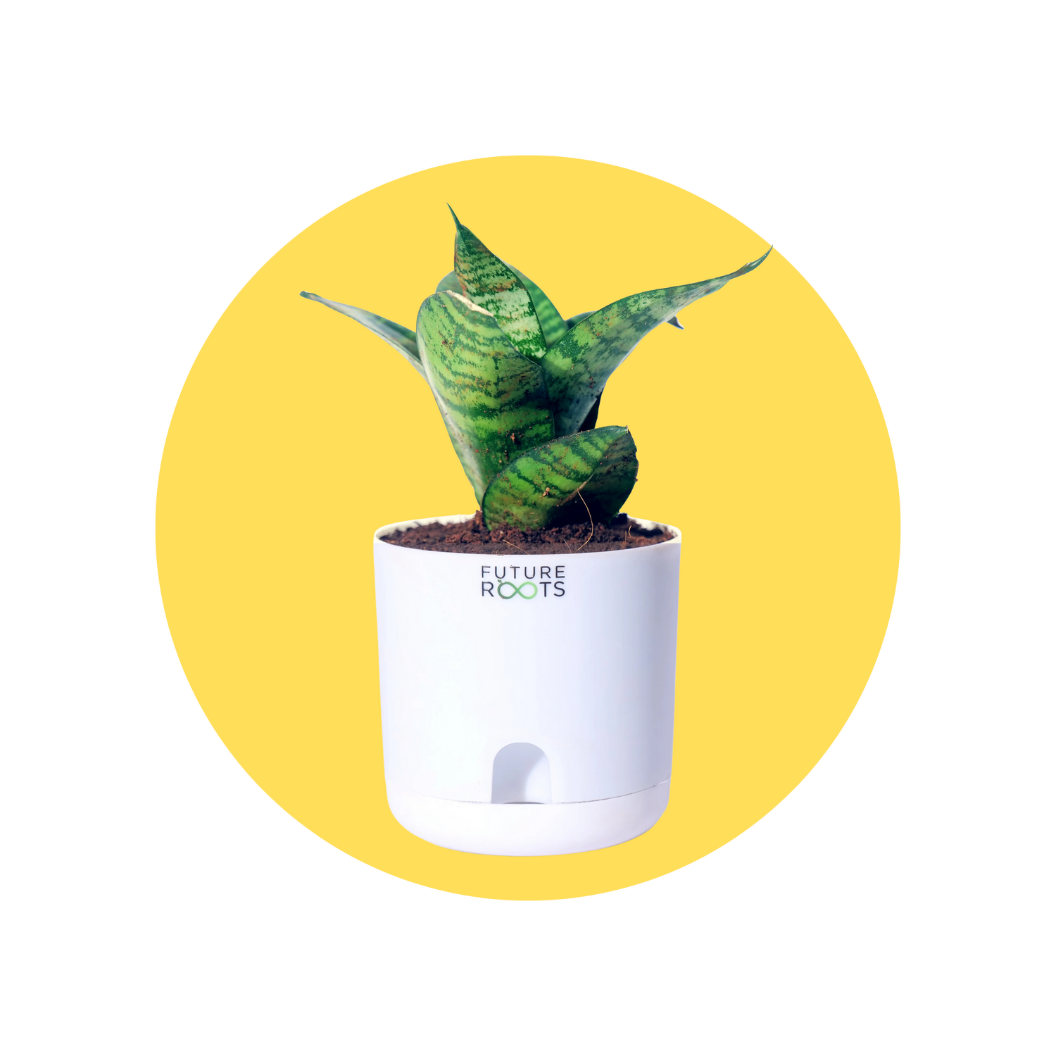 Air Purifying Indoor Plants - Future Roots India