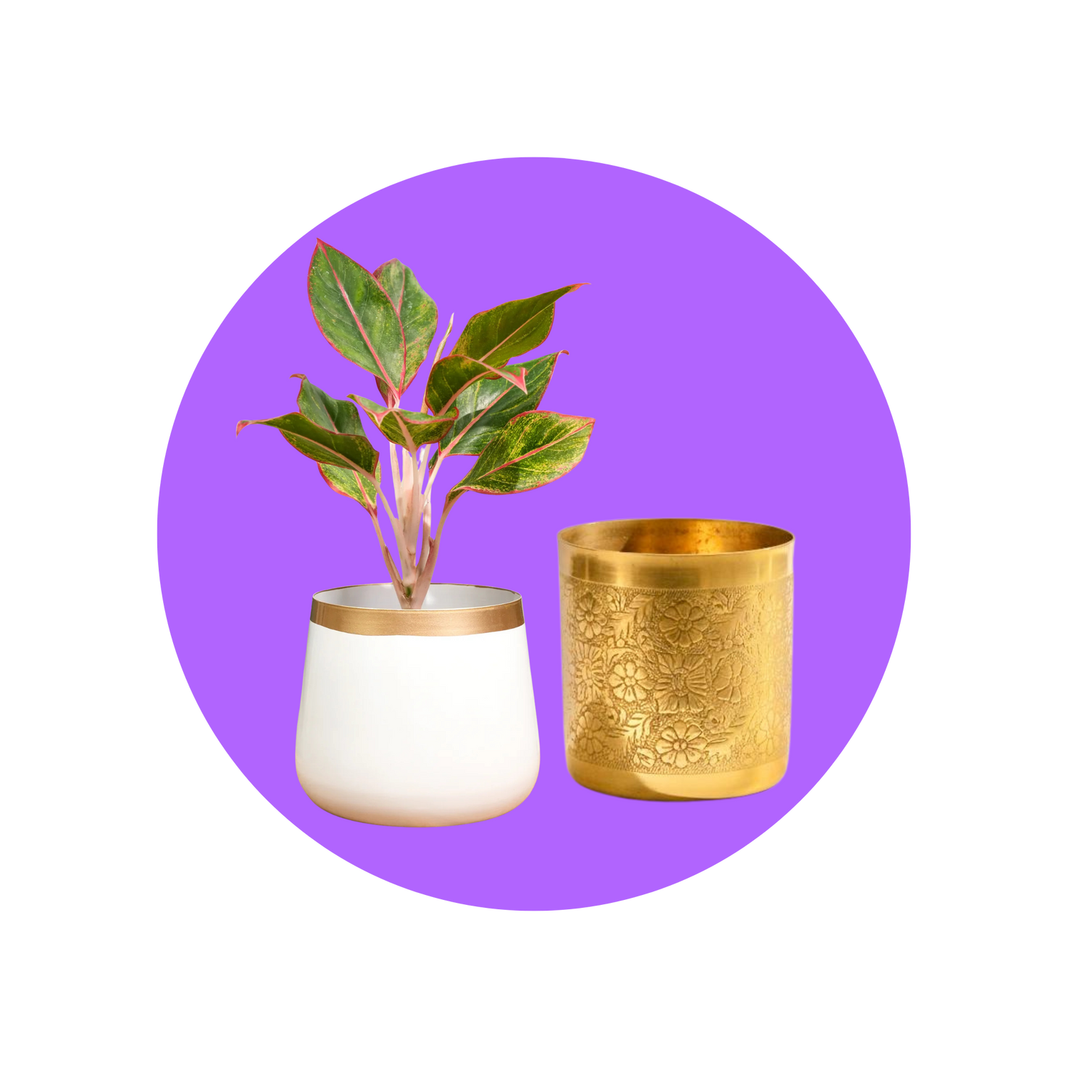 Metal Pots & Planters - Future Roots India