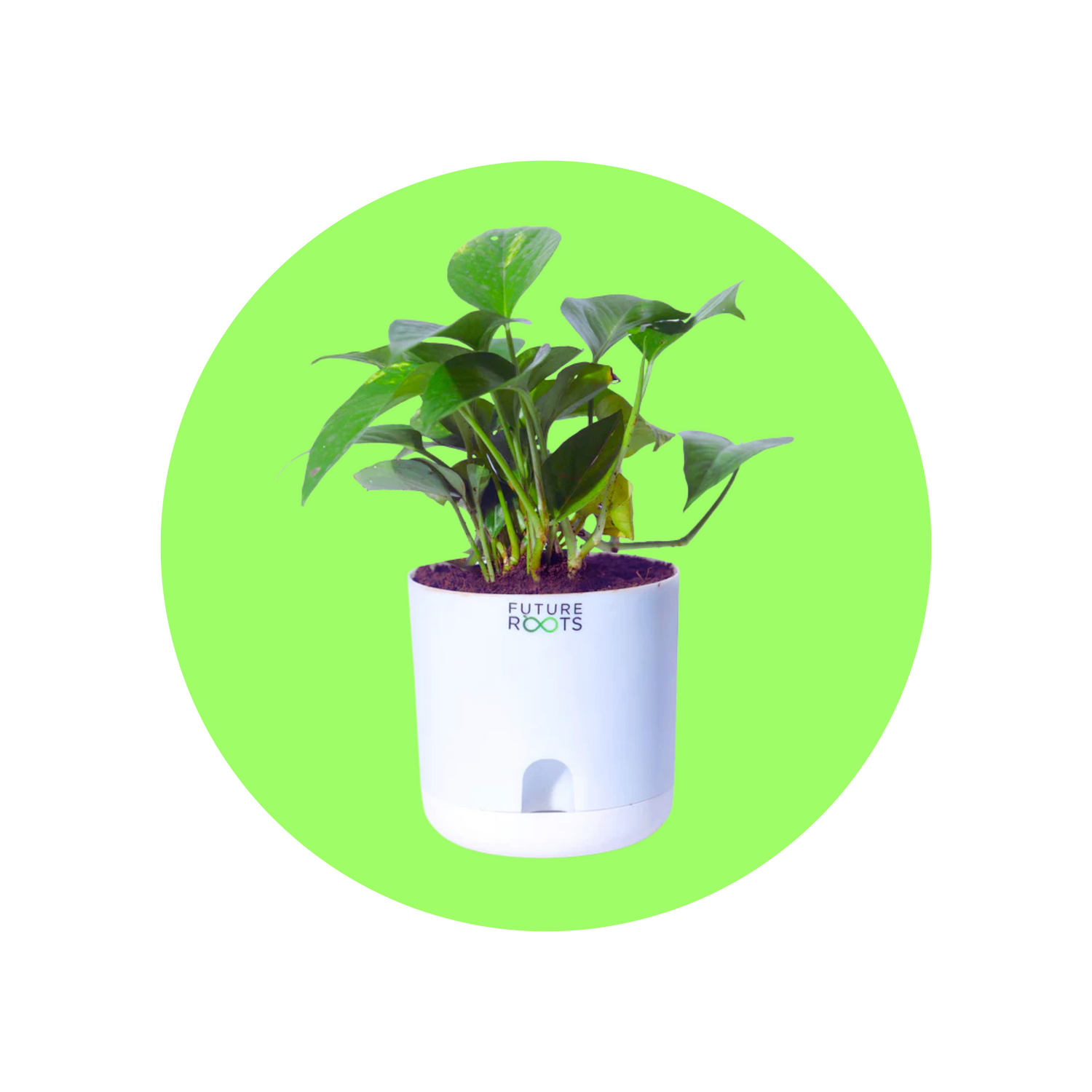 Good Luck Plants - Future Roots India