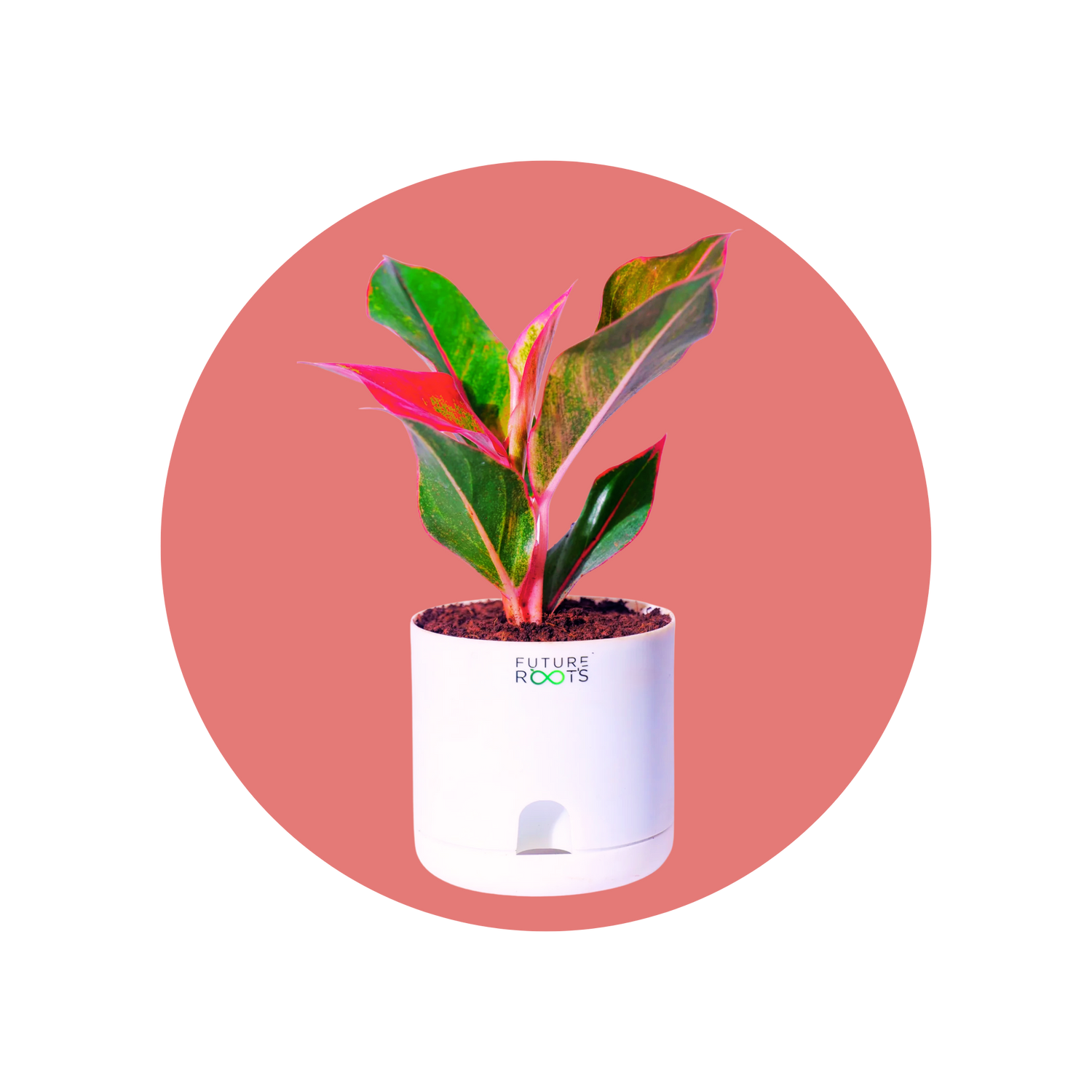 Live Indoor Plants - Future Roots India