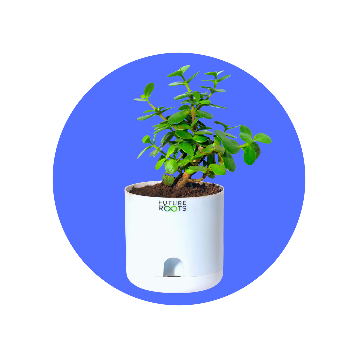 Vastu Indoor Plants - Future Roots India