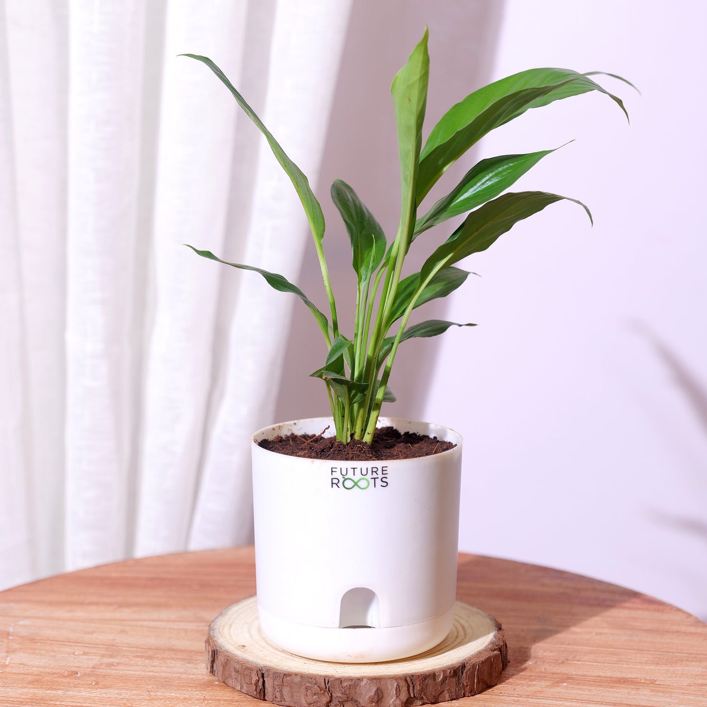 Peace Lily Plant – NASA Studied Air Purifying Plant Online India (Flowering, 4 Inch Pot)