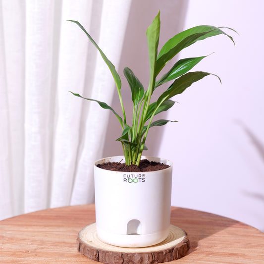 Peace Lily Plant – NASA Studied Air Purifying Plant Online India (Flowering, 4 Inch Pot)