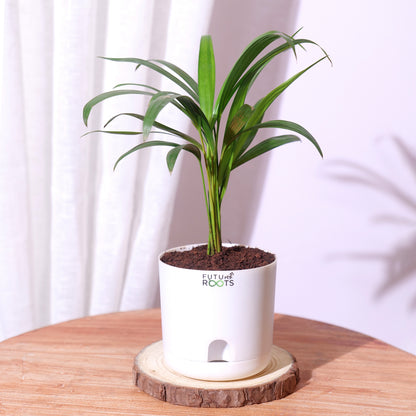 Air purifying Plants Combo of 4- Areca Palm Plant | Money Plant | Spider Plant | Snow White Aglaonema | Low Maintenance Beginner Friendly | Air purifying Plants for Living Room, Office, Home Décor
