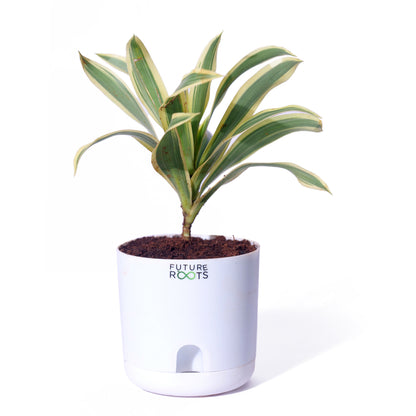 Song of India Plant – Variegated Green-Yellow Indoor Plant Online (4 Inch Pot)