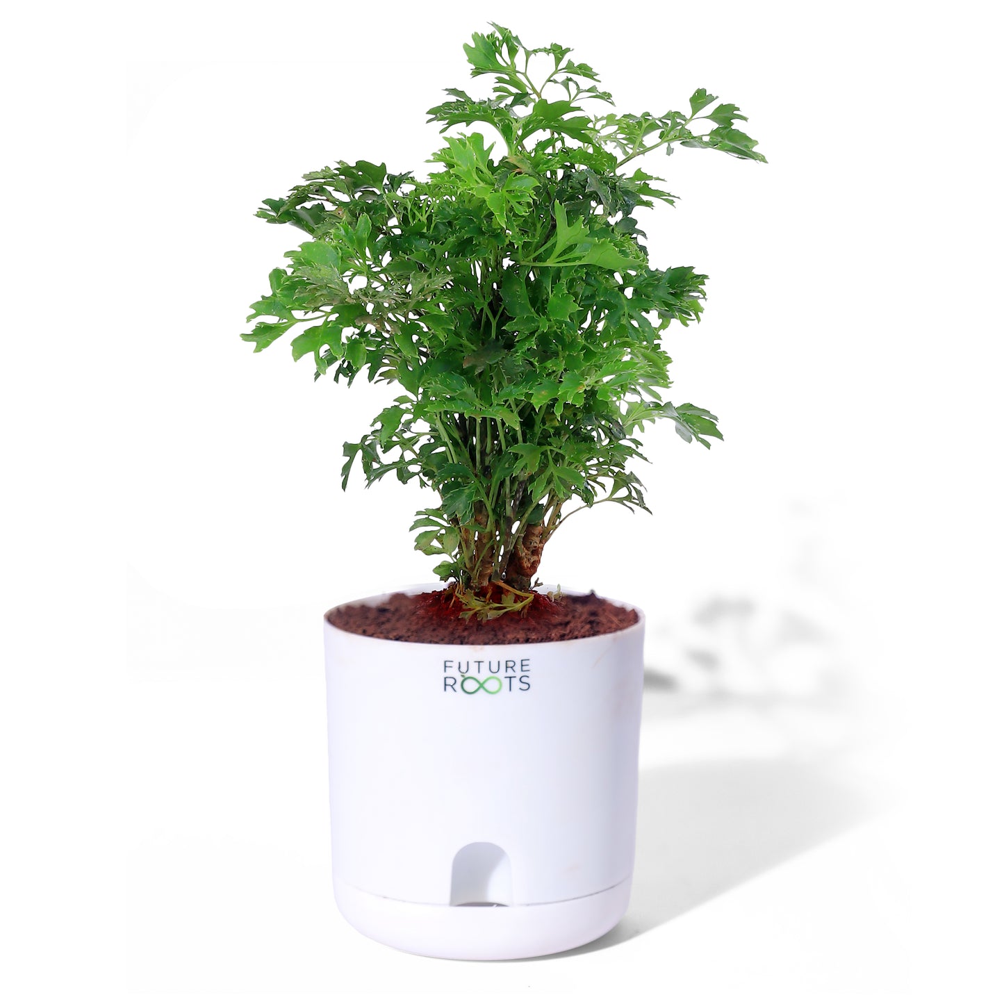 Ming Aralia Plant – Elegant Indoor Bonsai-Style Foliage Plant (4 Inch Cocopeat Pot)