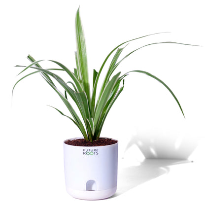 Spider Plant – Air Cleaning Indoor Plant for Home & Office Desk (4 Inch Pot in Cocopeat)