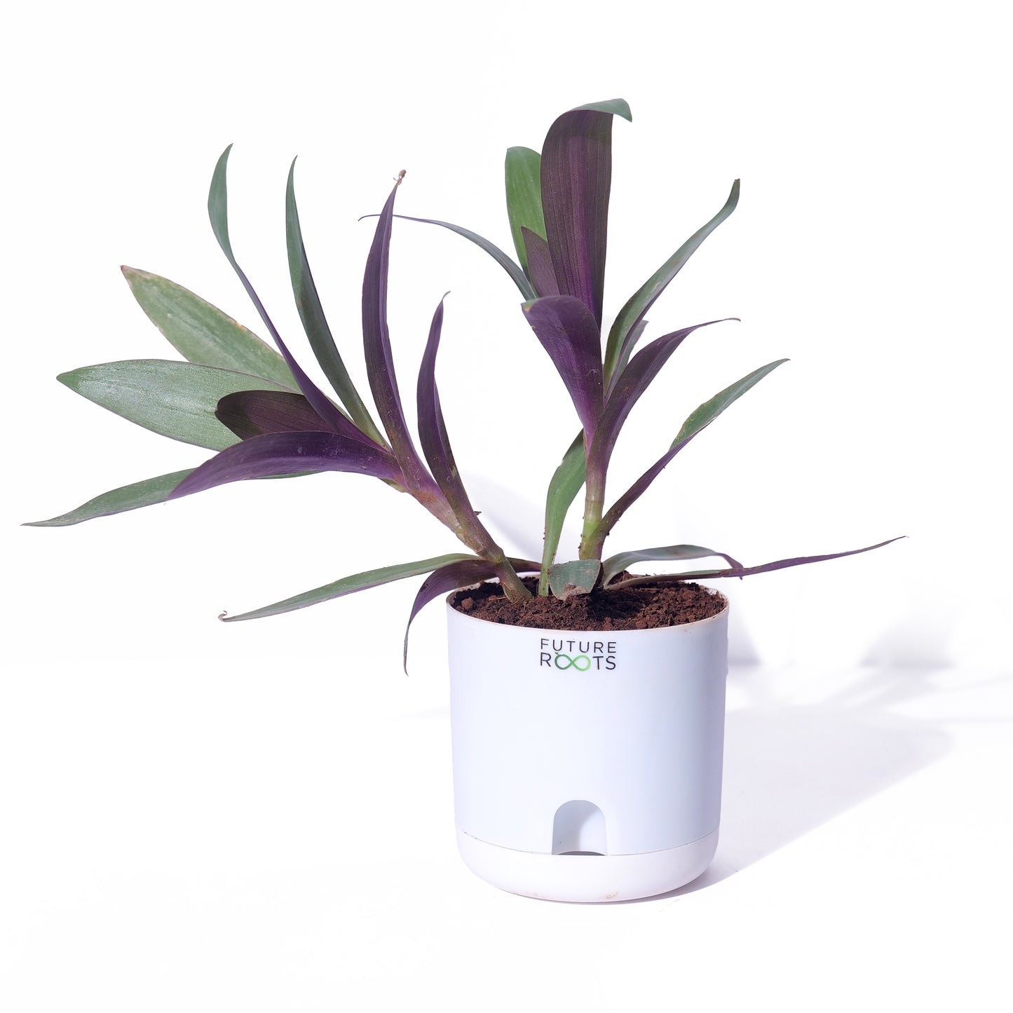 Oyster Live Plant – Rare Indoor Foliage Plant Online India (Healthy 4 Inch Pot)