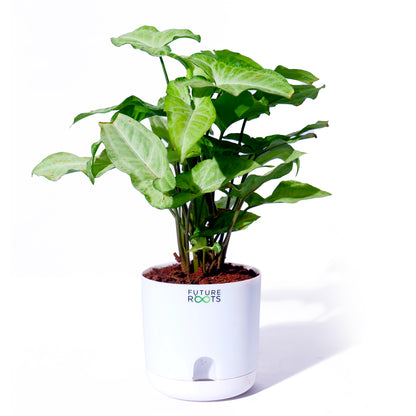 White Syngonium Plant – Easy Care Indoor Plant with Arrow Leaves