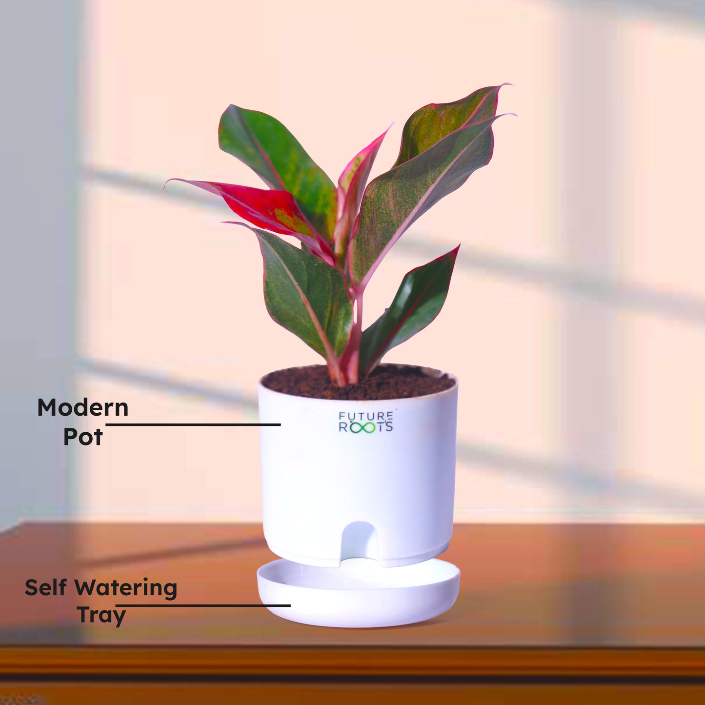 Good Luck Jade and Aglaonema Red Lipstick Plant Combo with Self Watering Pot - Air Purifying Indoor Plant for Home, Living Room, Kitchen, Office Desk, Outdoor, Bedroom Décor