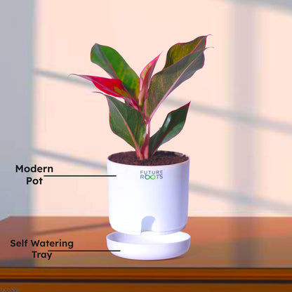 Good Luck Jade and Aglaonema Red Lipstick Plant Combo with Self Watering Pot - Air Purifying Indoor Plant for Home, Living Room, Kitchen, Office Desk, Outdoor, Bedroom Décor