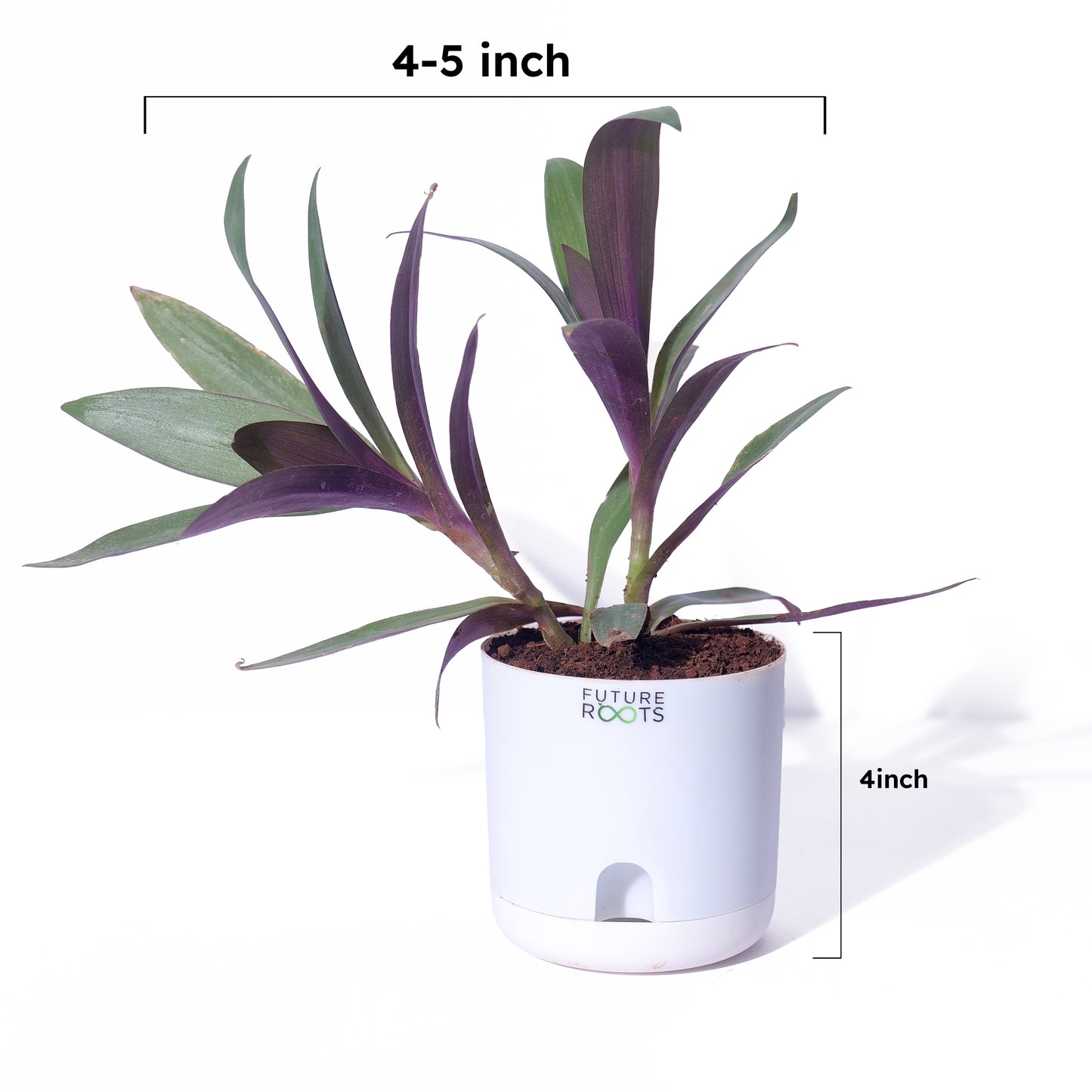 Oyster Live Plant – Rare Indoor Foliage Plant Online India (Healthy 4 Inch Pot)