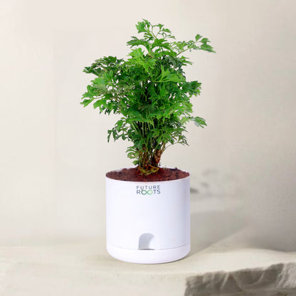 Ming Aralia Plant – Elegant Indoor Bonsai-Style Foliage Plant (4 Inch Cocopeat Pot)