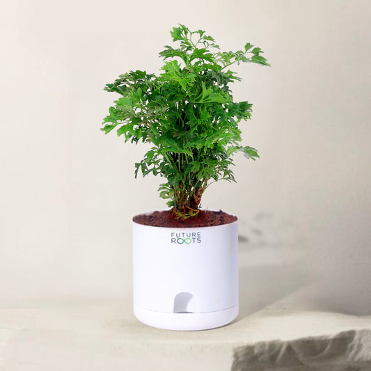 Ming Aralia Plant – Elegant Indoor Bonsai-Style Foliage Plant (4 Inch Cocopeat Pot)