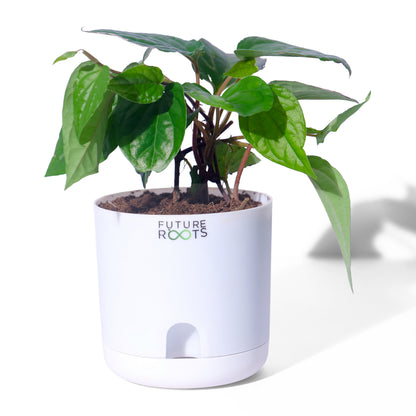 Maghai Paan Plant – Fresh Betel Leaf Plant Online | Sacred Vastu Plant for Home (4 Inch Pot)