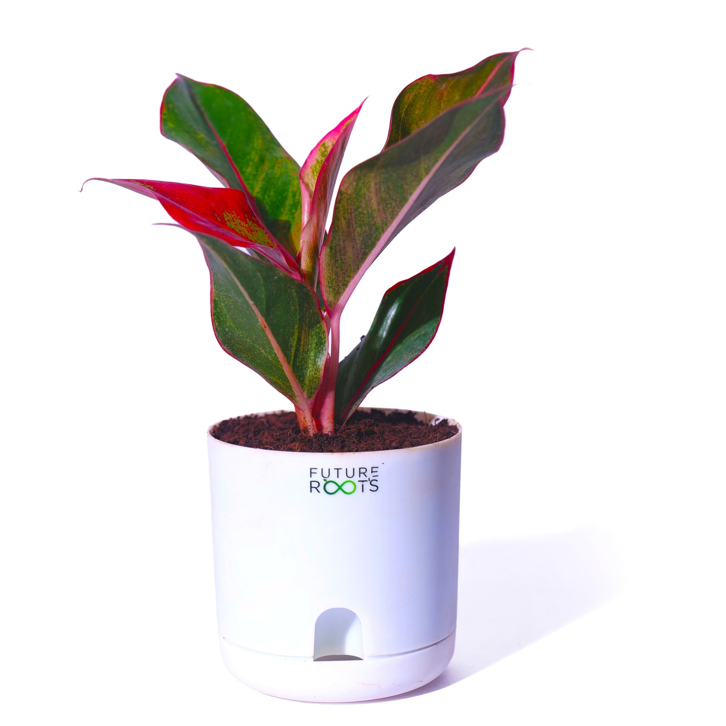 Good Luck Jade and Aglaonema Red Lipstick Plant Combo with Self Watering Pot - Air Purifying Indoor Plant for Home, Living Room, Kitchen, Office Desk, Outdoor, Bedroom Décor
