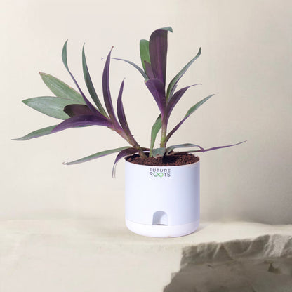 Oyster Live Plant – Rare Indoor Foliage Plant Online India (Healthy 4 Inch Pot)