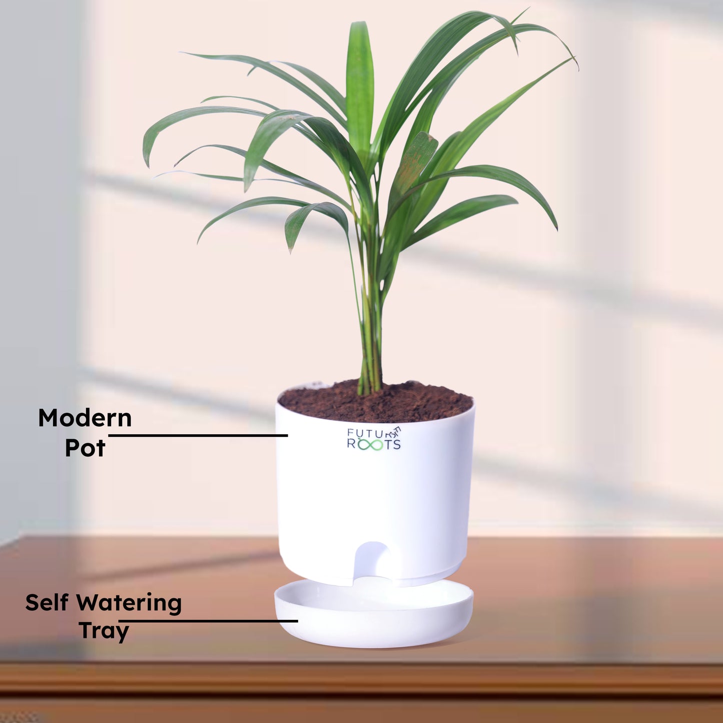 Areca Palm Plant – Best Air Purifying Indoor Plant for Home & Office with Self Watering Pot- 4”