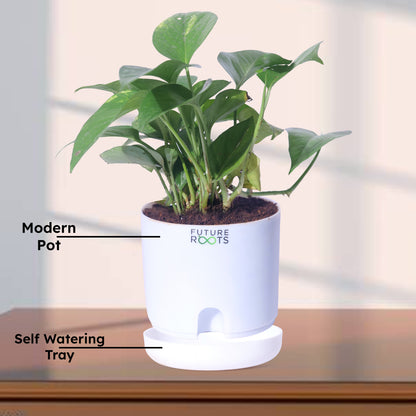 Money Plant – Good Luck Feng Shui Indoor Plant Online India (4 Inch Pot in Cocopeat)