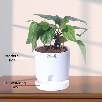 Maghai Paan Plant – Fresh Betel Leaf Plant Online | Sacred Vastu Plant for Home (4 Inch Pot)