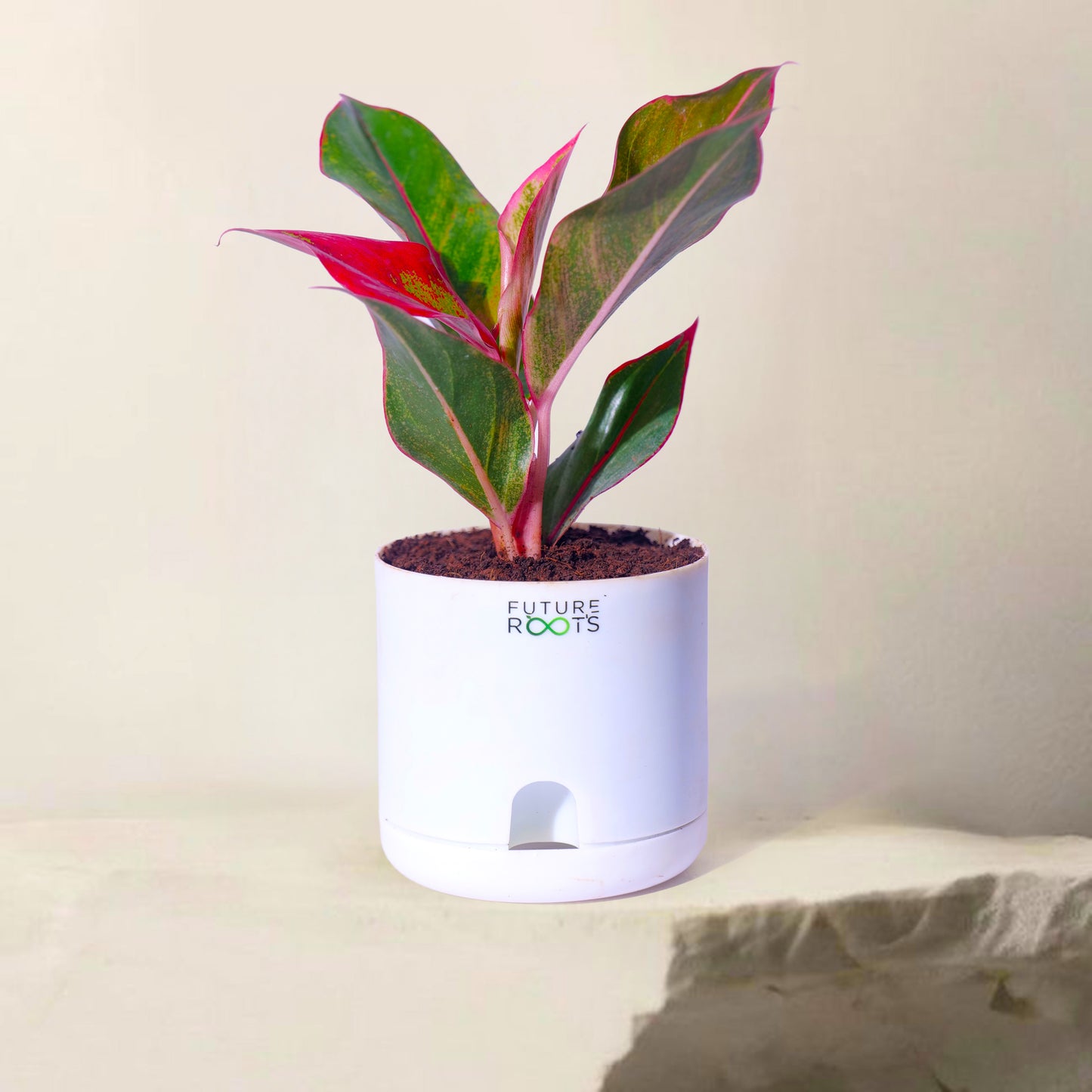 Low Maintenance Indoor Plant Combo – Set of 4