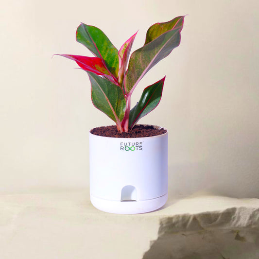 Red Lipstick Aglaonema – Stunning Indoor Plant for Modern Homes (Rare, 4 Inch Pot)