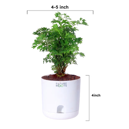 Ming Aralia Plant – Elegant Indoor Bonsai-Style Foliage Plant (4 Inch Cocopeat Pot)