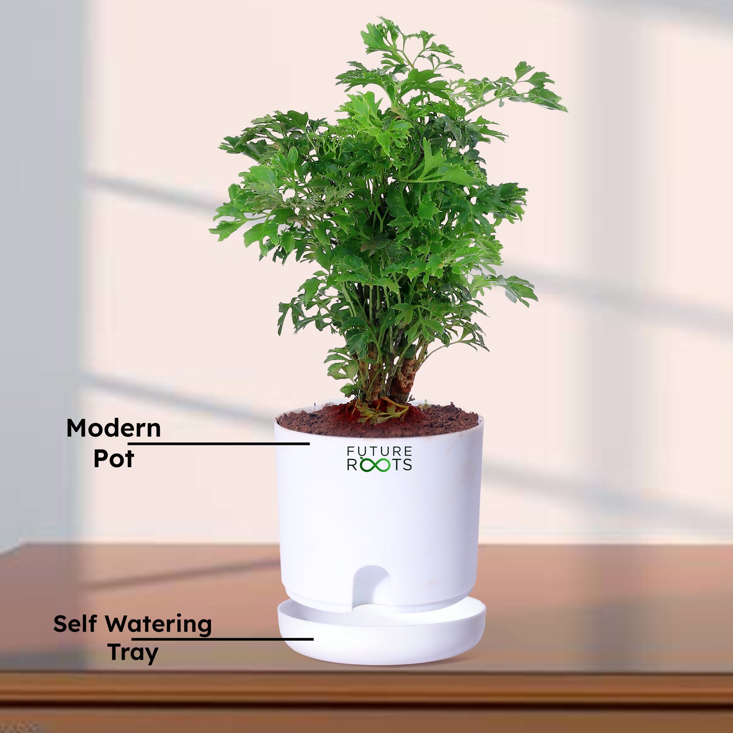 Ming Aralia Plant – Elegant Indoor Bonsai-Style Foliage Plant (4 Inch Cocopeat Pot)
