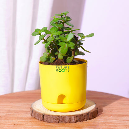 Jade Plant – Feng Shui Money Attracting Succulent Plant Online (4 Inch Pot in Cocopeat)