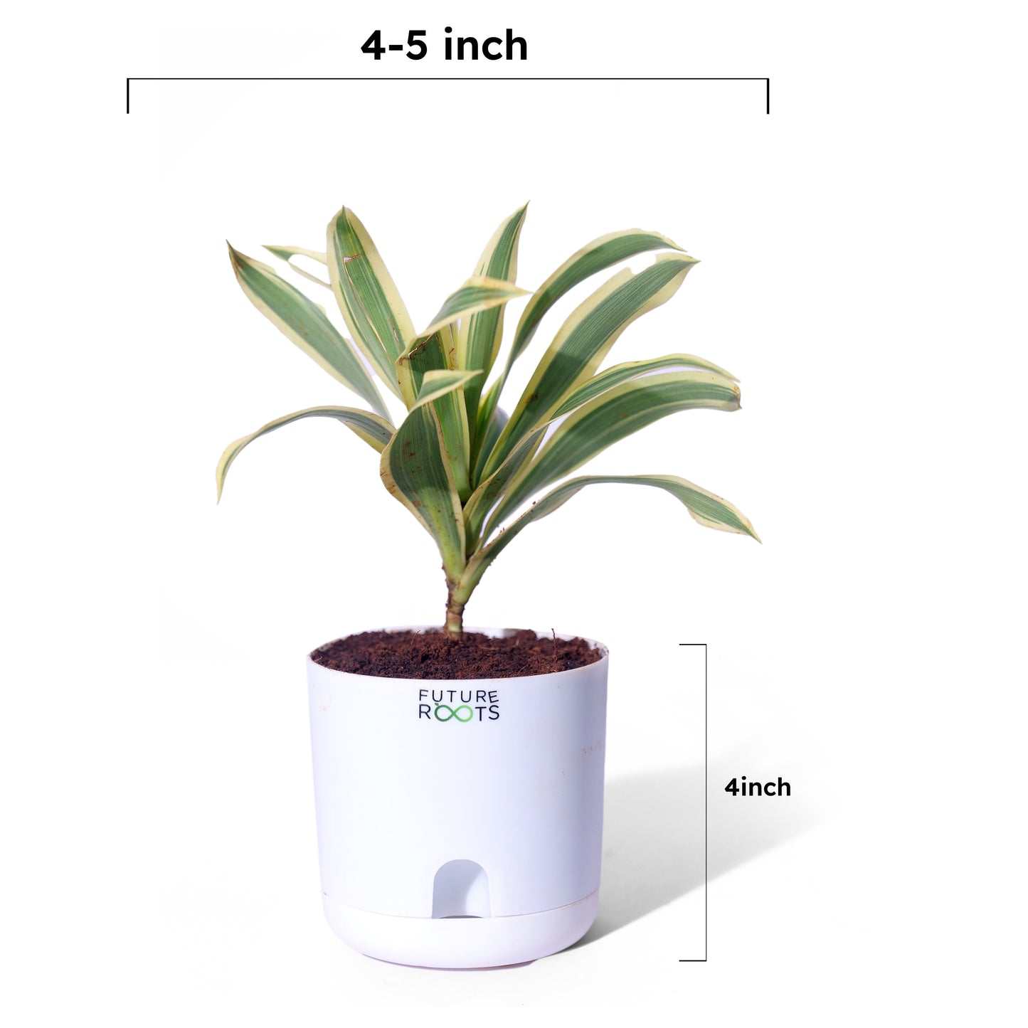 Good Luck Jade and Spider Plant Combo with Self Watering Pot - Air Purifying Indoor Plant for Home, Office Desk, Outdoor, Kitchen, Living Room, Bedroom Decor, Gifting Plant
