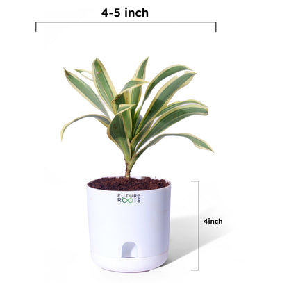 Good Luck Jade and Spider Plant Combo with Self Watering Pot - Air Purifying Indoor Plant for Home, Office Desk, Outdoor, Kitchen, Living Room, Bedroom Decor, Gifting Plant