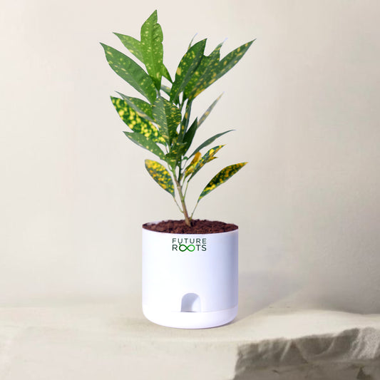 Croton Petra Plant – Colorful Indoor Decorative Plant with Vibrant Leaves (4 Inch Pot)
