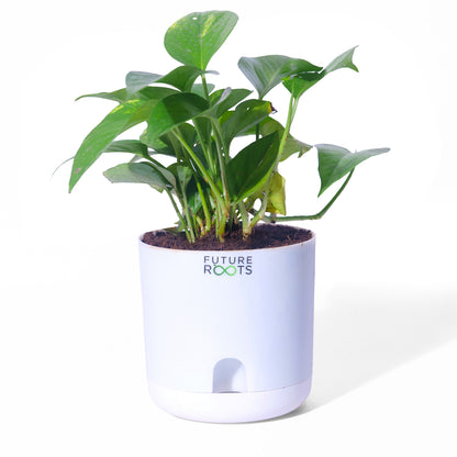 Money Plant – Good Luck Feng Shui Indoor Plant Online India (4 Inch Pot in Cocopeat)