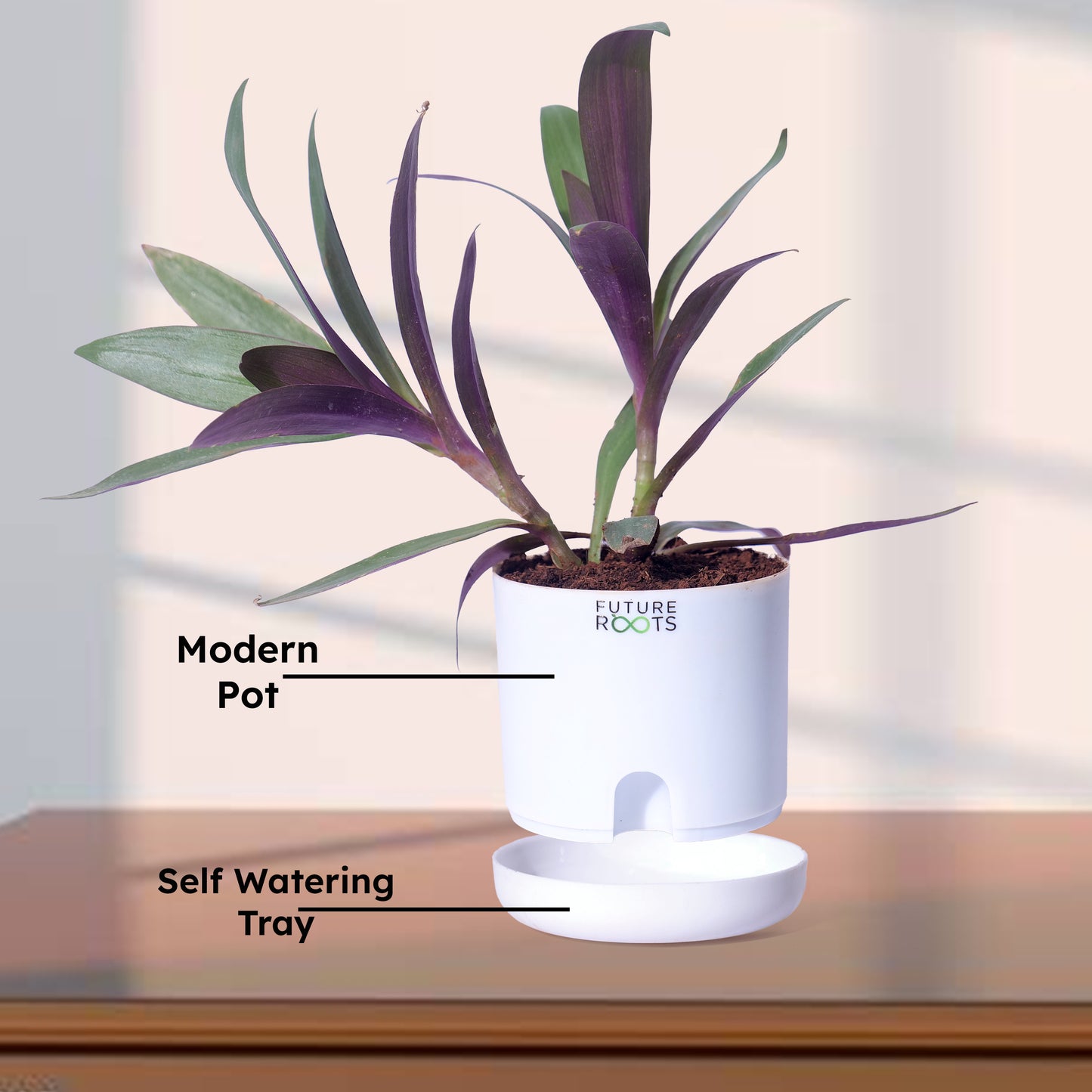 Oyster Live Plant – Rare Indoor Foliage Plant Online India (Healthy 4 Inch Pot)