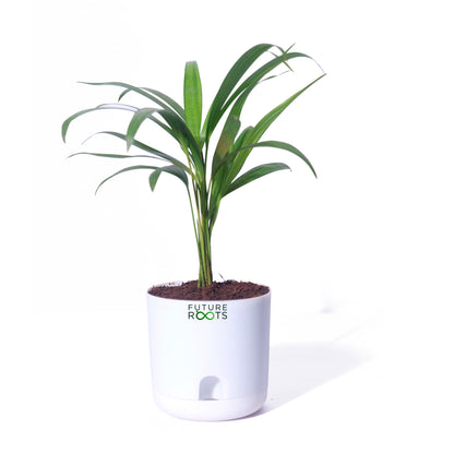 Areca Palm Plant – Best Air Purifying Indoor Plant for Home & Office with Self Watering Pot- 4”