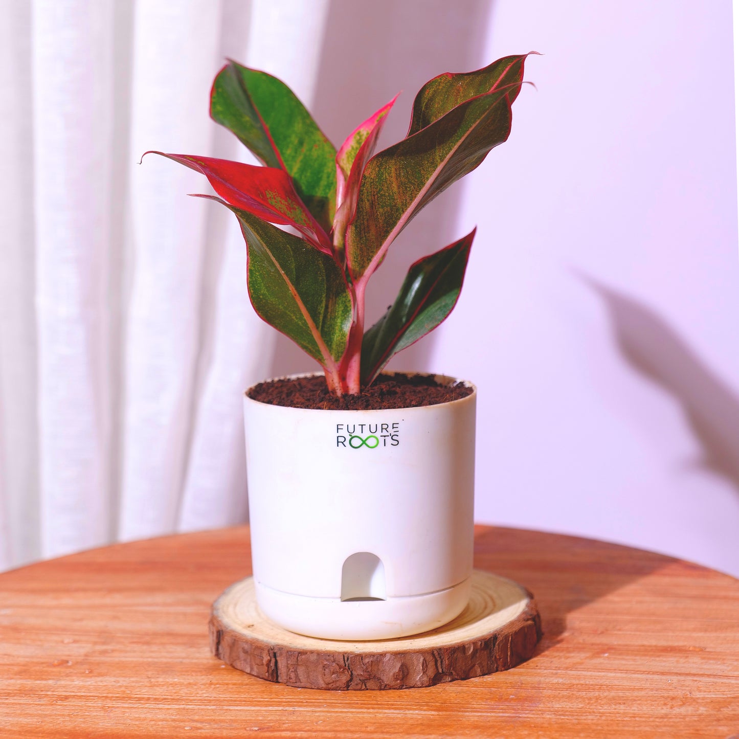 Low Maintenance Indoor Plant Combo – Set of 4