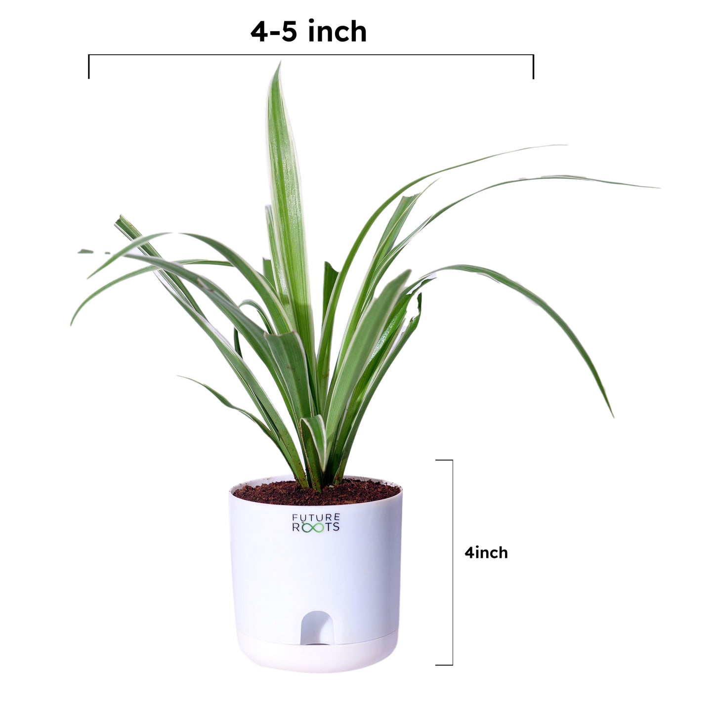 Spider Plant – Air Cleaning Indoor Plant for Home & Office Desk (4 Inch Pot in Cocopeat)