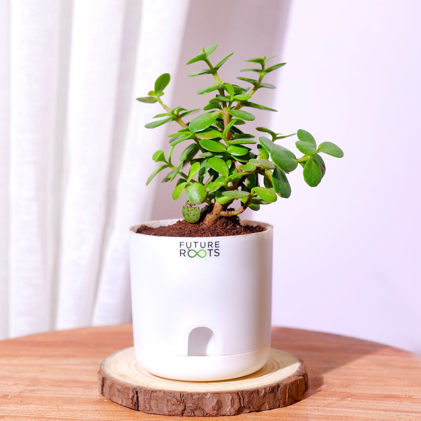 Jade Plant – Feng Shui Money Attracting Succulent Plant Online (4 Inch Pot in Cocopeat)