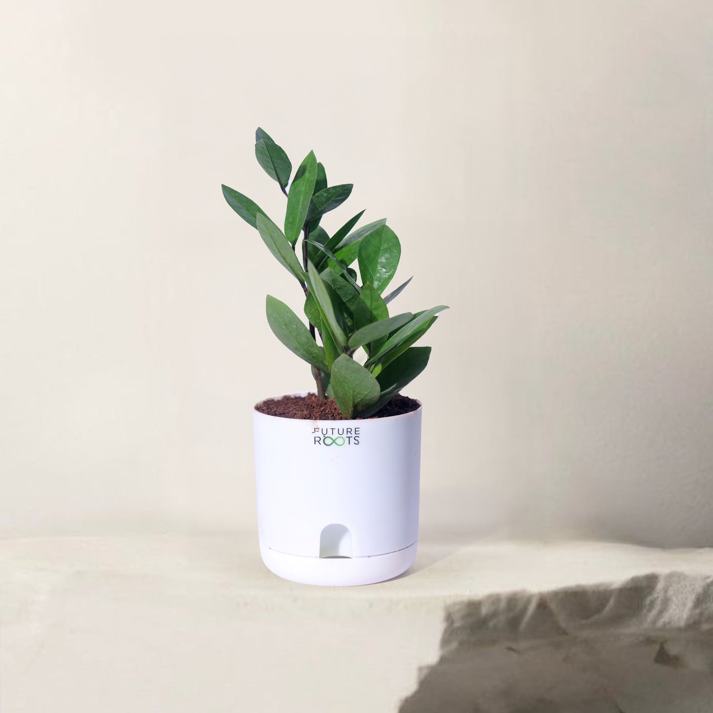Zamioculcas Zamiifolia ZZ Plant – Lucky Indoor Succulent Plant Online (4 Inch Pot)