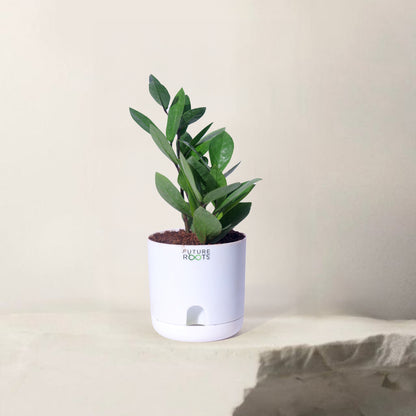 Zamioculcas Zamiifolia ZZ Plant – Lucky Indoor Succulent Plant Online (4 Inch Pot)