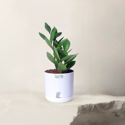 Zamioculcas Zamiifolia ZZ Plant – Lucky Indoor Succulent Plant Online (4 Inch Pot)